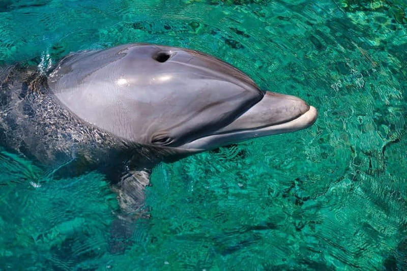 Olbia: Dolphin Watching & Snorkeling Boat Trip - Price and Value: What $53 Buys You in Olbia