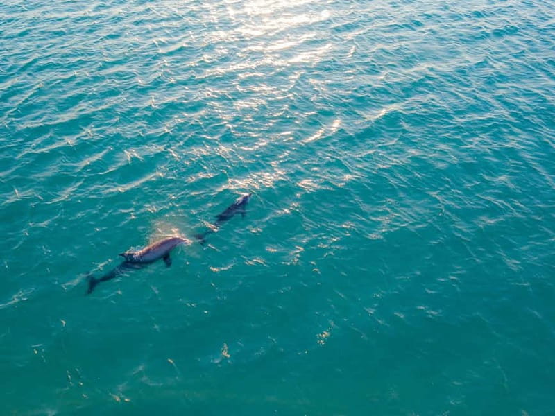 Olbia: Dolphin Watching & Snorkeling Boat Trip - From Olbia to Capo Figari: The Short Ride That Sets the Tone