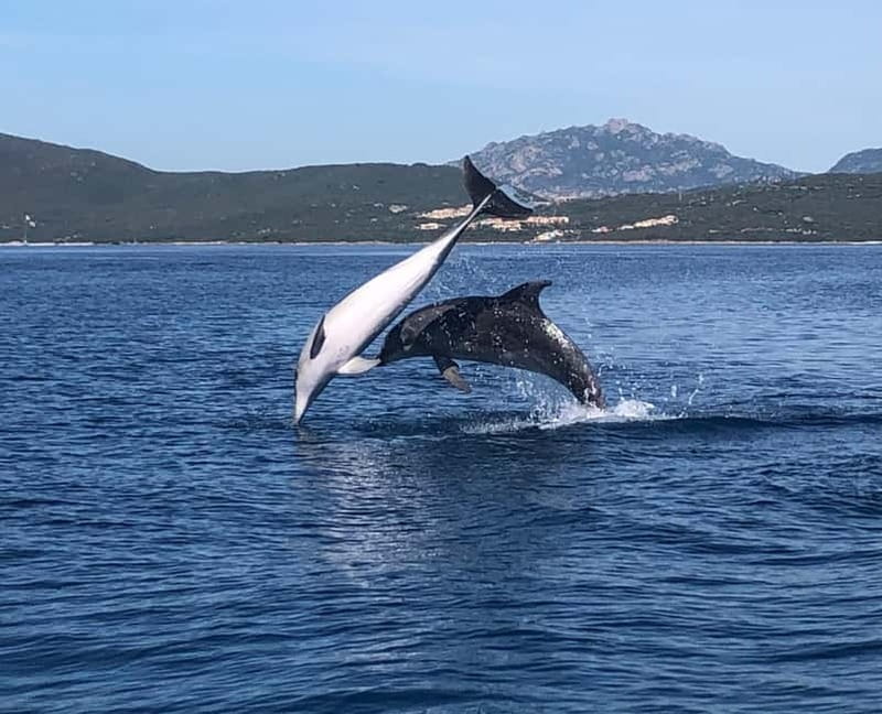 Olbia: Eco-Friendly Dolphin-Watching Boat Trip - Two hours on the water: what the rhythm is really like
