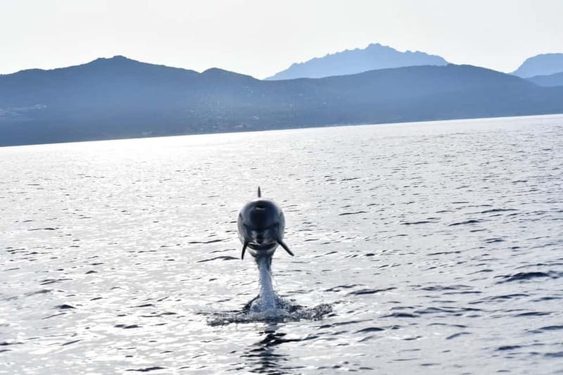Olbia: Eco-Friendly Dolphin-Watching Boat Trip - Who should book this and who should skip it