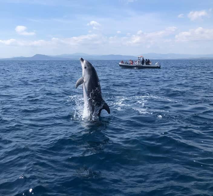 Olbia: Eco-Friendly Dolphin-Watching Boat Trip - Eco-friendly dolphin watching that doesn’t feel like a free-for-all