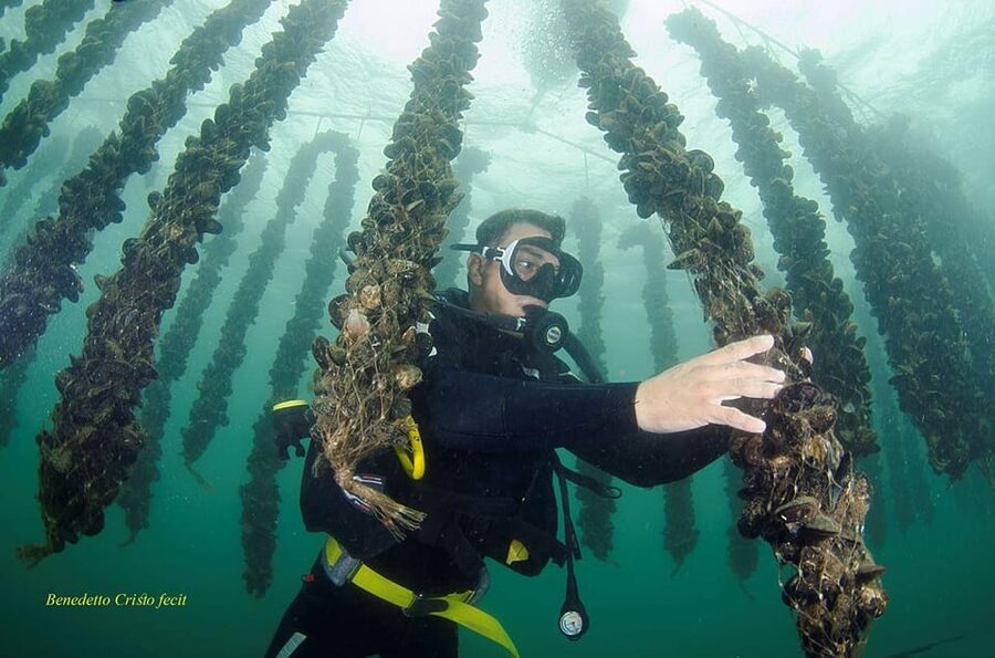 Olbia: Gulf of Olbia boat tour - Mussel Farms, Wild Harvesting, and Fishing Life