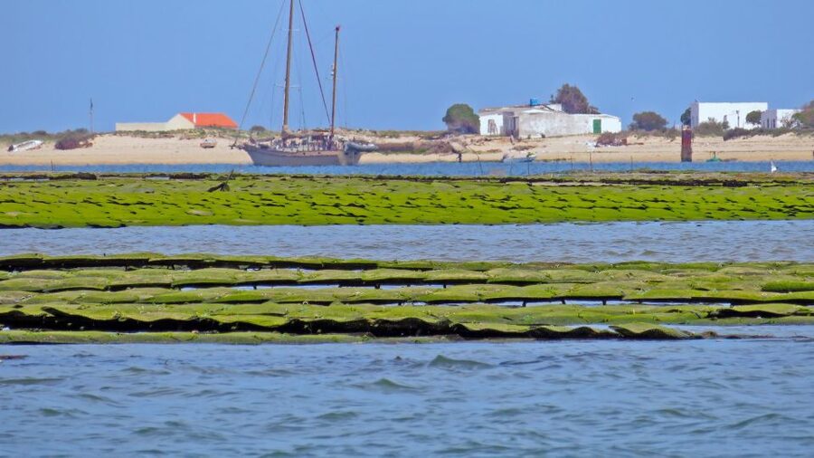 Olhão: 3-Hour Ria Formosa Boat Tour - The skipper’s narration: shellfish farms, birds, and lagoon channels