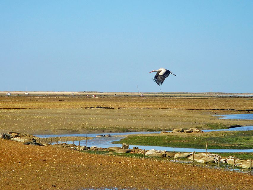 Olhão: 3-Hour Ria Formosa Boat Tour - Dolphins, birds, and those moments you can’t plan