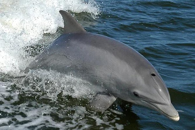 Orange Beach Dolphin Eco Boat Tour - Key things I’d bet on with this Orange Beach dolphin eco boat tour