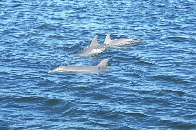 Orange Beach Dolphin Eco Boat Tour - Timing and pacing: how the 90 minutes usually feel