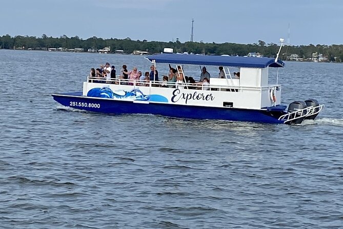 Orange Beach Dolphin Eco Boat Tour - Dolphins and wake-riding: why routing is part of the magic