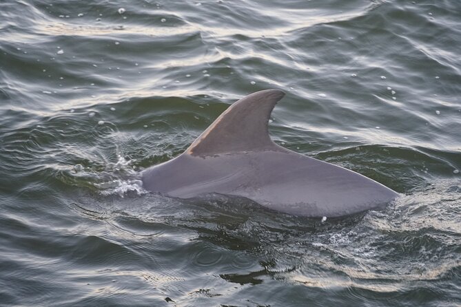 Orange Beach Dolphin Eco Boat Tour - Beyond dolphins: birds, eagles, and the wildlife show on the edges