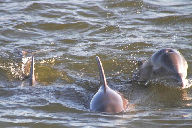 Orange Beach Dolphin Eco Boat Tour - Price check: is the $25 ticket a good deal?