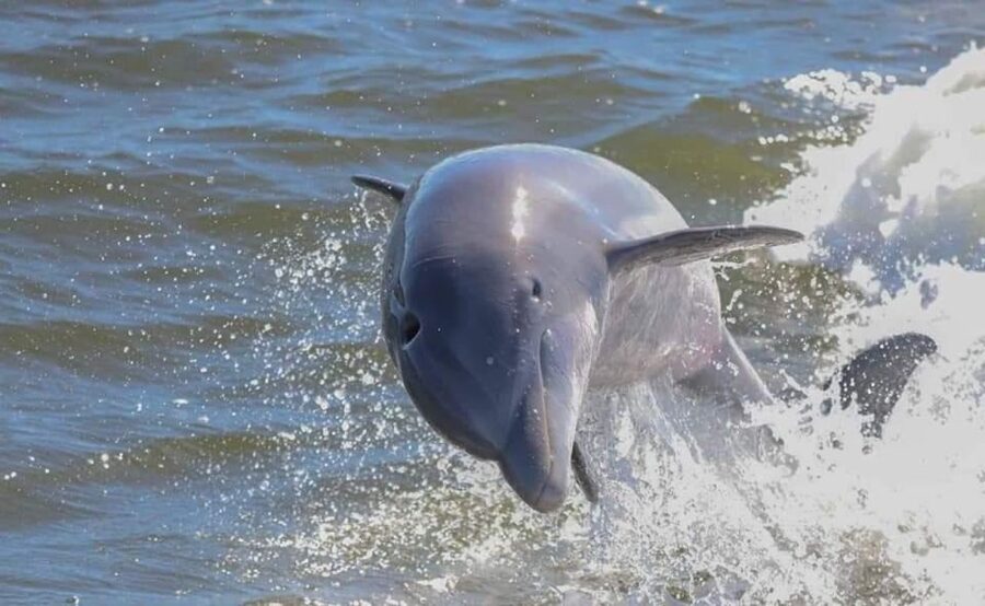 Orange Beach: Dolphin-Watching Eco-Boat Tour - How the Guide Uses Dolphin Dorsal Fins to ID the Pod