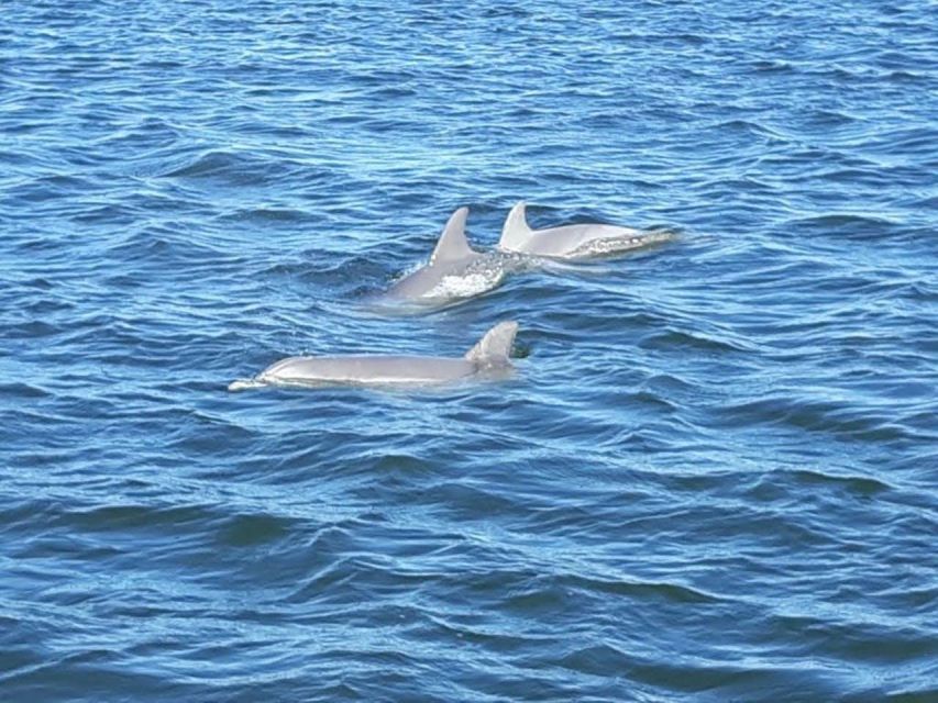 Orange Beach: Dolphin-Watching Eco-Boat Tour - Family-Friendly Rules: Life Jackets, No Strollers, and Keeping Kids Happy