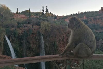 Ouzoud Waterfalls Excursions from Marrakech with boat Ride - Price and value: what $27.92 covers (and what it doesn’t)