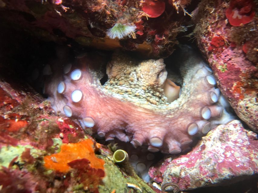 Palermo: Full-Day Snorkeling Boat Tour with Lunch and Wine - How the Crew Runs It: Gear, Safety, and That Friendly Close-By Feeling