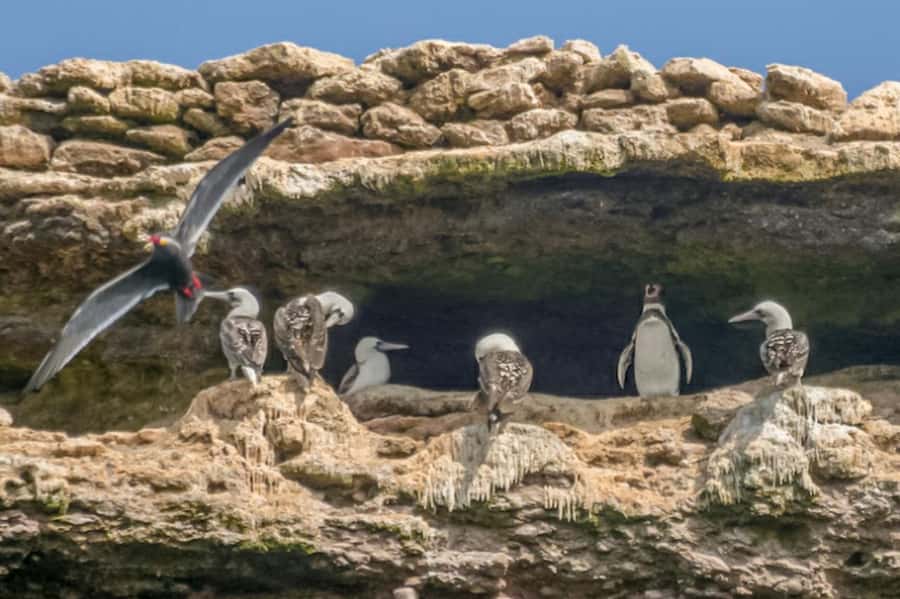 Paracas: Ballestas Islands Morning Boat Tour - Key Things to Know Before You Go
