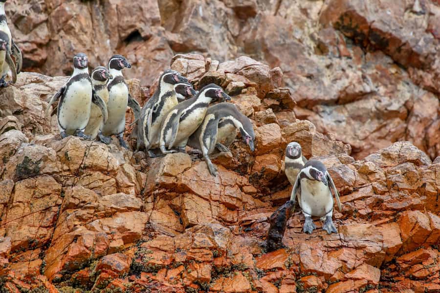 Paracas: Ballestas Islands Morning Boat Tour - The 2-Hour Speedboat Flow: 10 Minutes Out, Then Two Big Stops