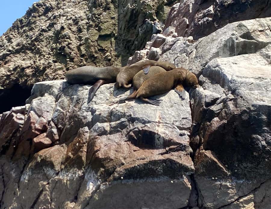 Paracas: Ballestas Islands Morning Boat Tour - Where to Sit for Best Views (And When to Ask for It)