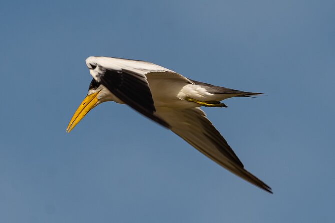 Paraguay River Nature and Wildlife Boat Tour from Asunción - Puerto Olivares birding: what you’re really looking for