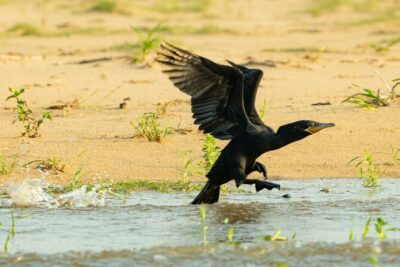 Paraguay River Nature and Wildlife Boat Tour from Asunción - Pontoon boat safari: comfort and smart spotting