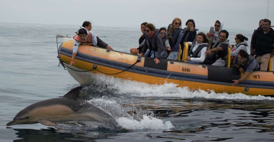 Peniche: Dolphin Route Boat Trip - Other sea life you might spot besides dolphins