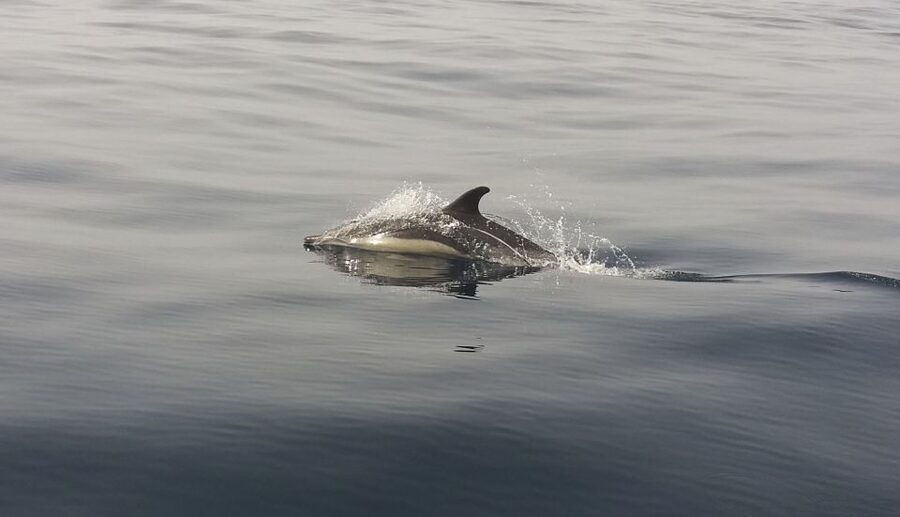 Peniche: Dolphin Route Boat Trip - Local guidance that turns sightings into stories