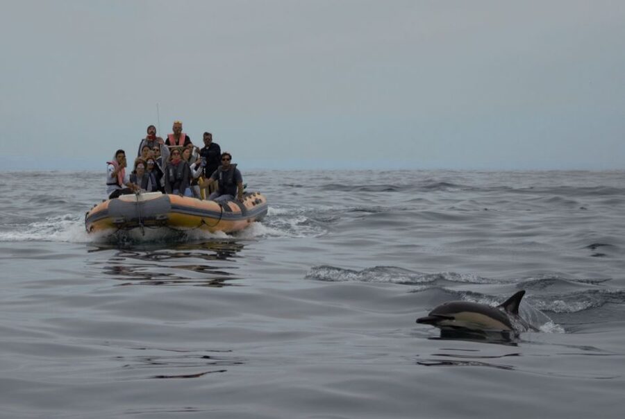 Peniche: Dolphin Route Boat Trip - Comfort and timing: how to plan for 2 hours on the water