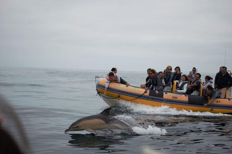 Peniche: Dolphin Route Boat Trip - What to bring (and what to skip) so the trip stays fun