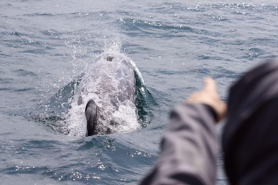 Penzance: Land's End Boat Tour with Wildlife Guides - FAQ
