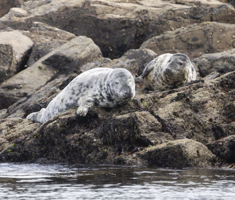 Penzance: Land's End Boat Tour with Wildlife Guides - Offshore Shelf Time: Where You Hunt for Dolphins, Tuna, Seals, and Porpoises