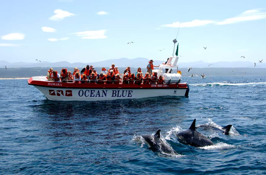 Plettenberg Bay: Dolphin and Marine Boat Tour - Key points to know before you go