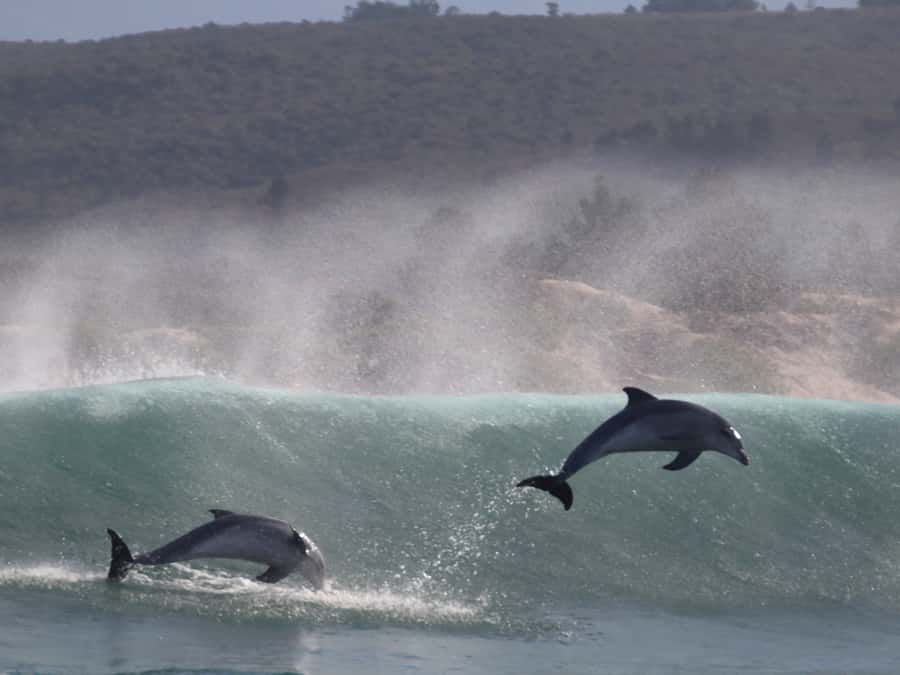 Plettenberg Bay: Dolphin and Marine Boat Tour - Price and value: is $46 for 90 minutes fair?