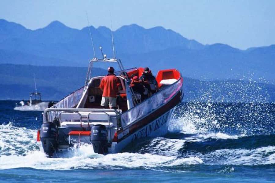 Plettenberg Bay: Dolphin and Marine Boat Tour - Keurbooms Beach to Arch Rock: dolphins and sharks along the coast