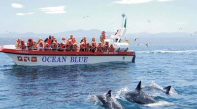 Plettenberg Bay: Dolphin and Marine Boat Tour - The beach launch and why it sets the tone
