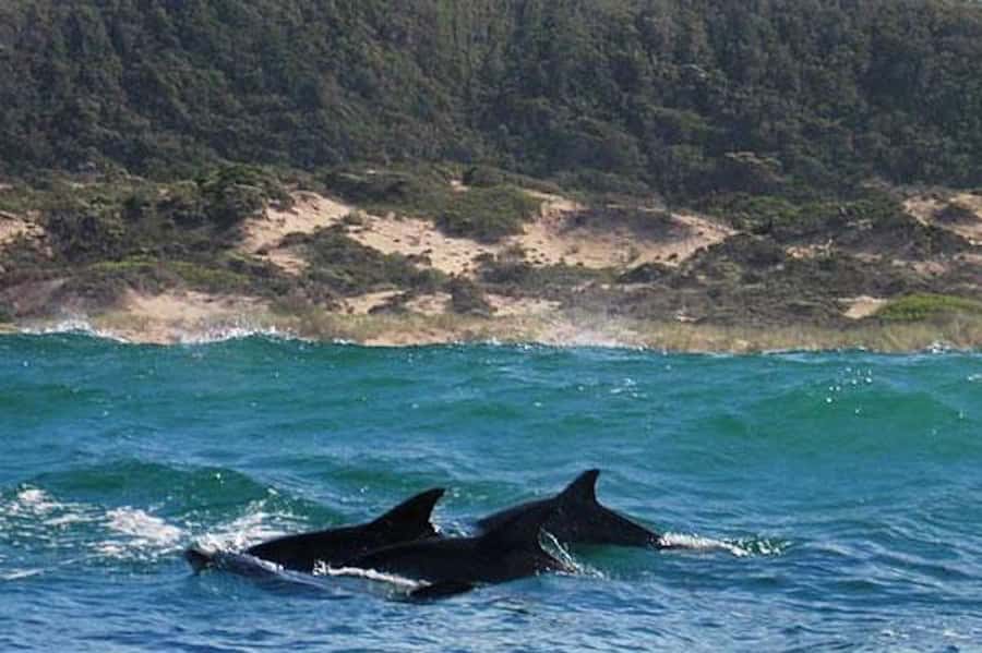 Plettenberg Bay: Dolphin and Marine Boat Tour - Crossing the bay: pelagic birds, Bryde’s whales, and common dolphins