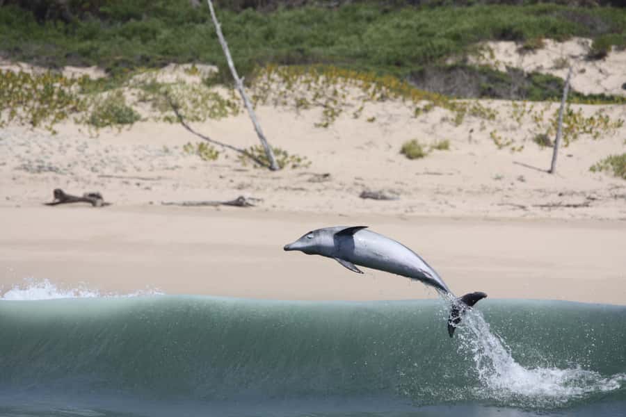 Plettenberg Bay: Dolphin and Marine Boat Tour - Robberg’s wild side: pods of dolphins and the whale possibility