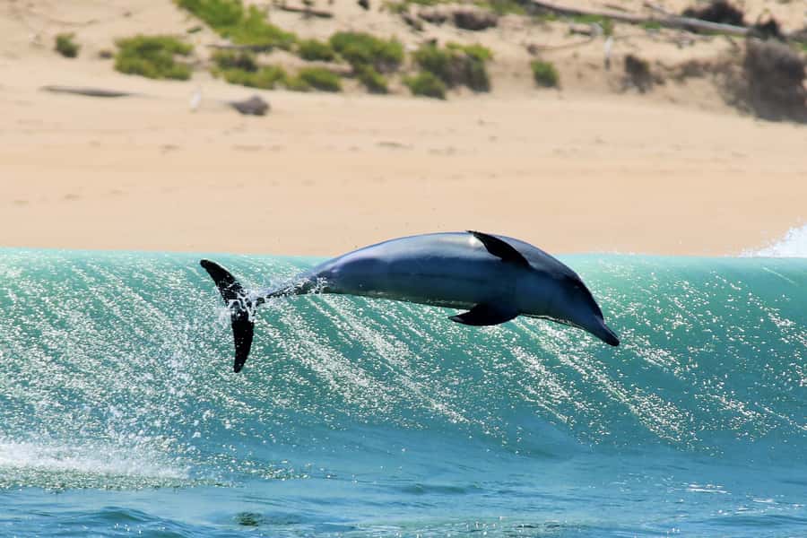 Plettenberg Bay: Dolphin and Marine Boat Tour - Cruising back inside Robberg: geology from a moving viewpoint
