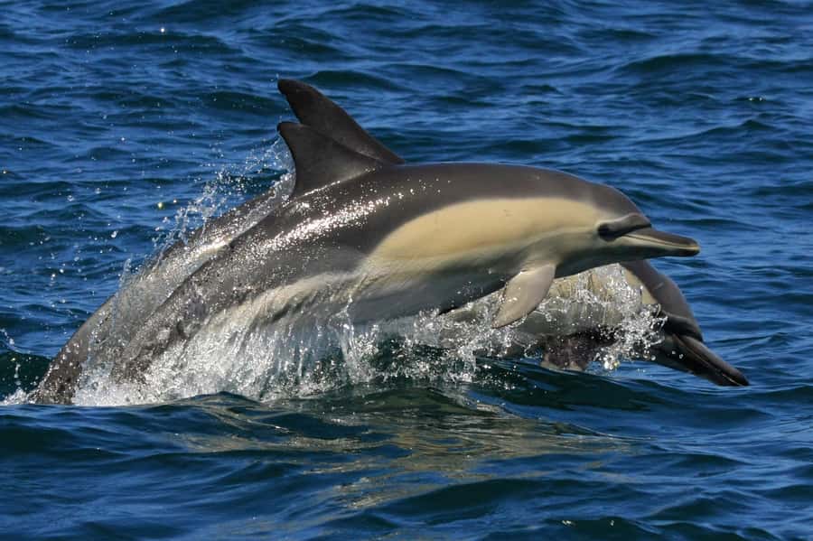 Plettenberg Bay: Dolphin and Marine Boat Tour - Cape Fur seals and the shark question: what you can realistically expect