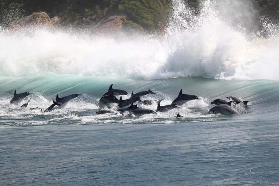 Plettenberg Bay: Dolphin and Marine Boat Tour - Robberg Beach history stop and the James Bond-style Central Beach landing