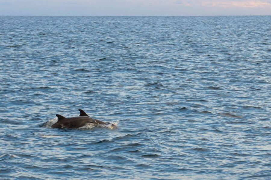 Poreč: Evening Boat Trip to Discover Dolphins - Why an evening dolphin hunt off Poreč works so well