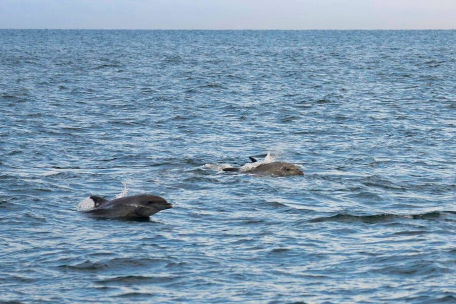 Poreč: Evening Boat Trip to Discover Dolphins - Weather and timing: the one thing you can’t control
