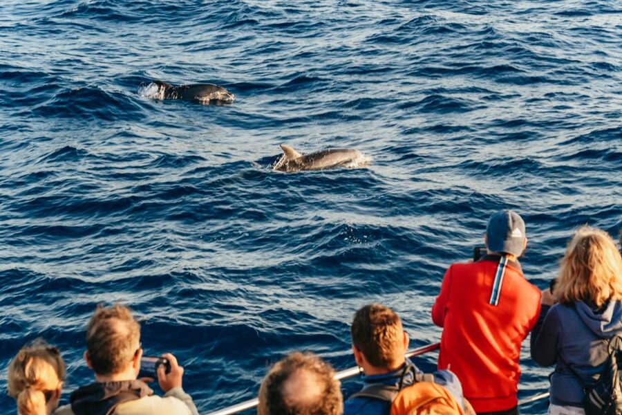 Port d'Alcudia: Sunrise at Sea & Dolphin Watching Boat Tour - What to pack (so you don’t suffer for the sunrise)