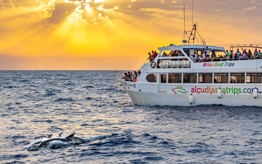 Port d'Alcudia: Sunrise at Sea & Dolphin Watching Boat Tour - Why this Alcúdia sunrise boat tour is such good value