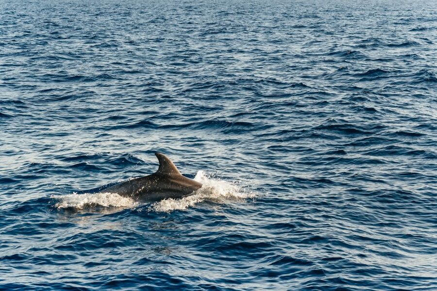 Port d'Alcudia: Sunrise at Sea & Dolphin Watching Boat Tour - What the itinerary segments mean for your day plan