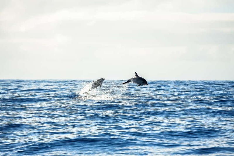 Portimão: Benagil Caves Speed Boat Tour with Sunset Option - Should you book this Benagil speedboat tour from Portimão?