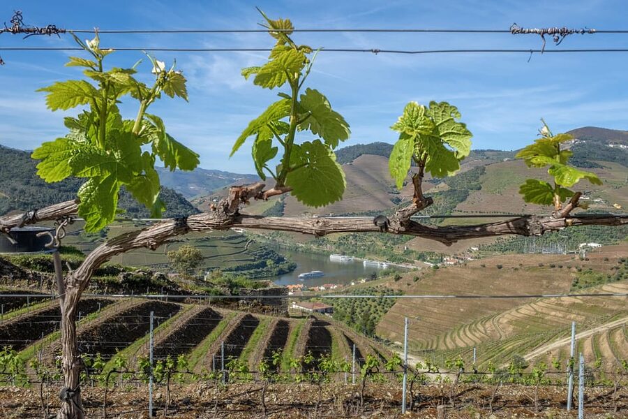 Porto: Douro Valley Wine Tour with a Sommelier & Boat Trip - The N222 road drive: why the Douro feels like a different country