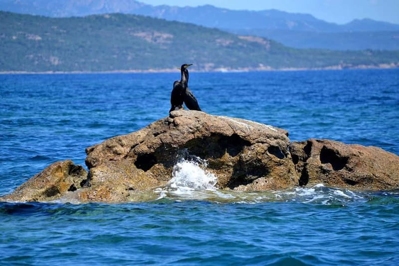 Porto-Vecchio : Boat Trip to Lavezzi, Caves & Bonifacio - Rondinara snorkeling and the sea scooter fun factor