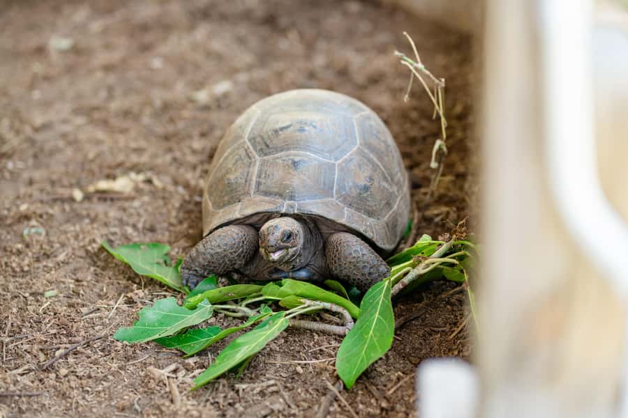 Praslin: Curieuse & St. Pierre Full-Day Boat Trip with Lunch - Curieuse giant tortoises: the wild-meets-guided moment