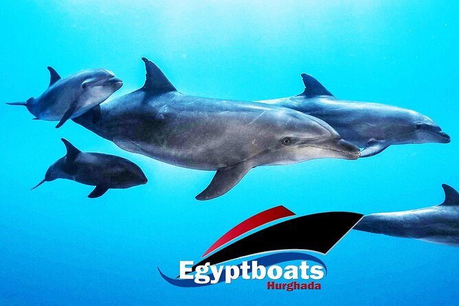 PRIVATE! | 4-hour Speed Boat Trip | Swim With Dolphins, Snorkeling & Island - Speedboat Private Time on the Red Sea: What You’re Paying For