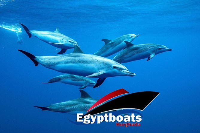 PRIVATE! | 4-hour Speed Boat Trip | Swim With Dolphins, Snorkeling & Island - Getting Started at Marina Hurghada: Timing and How the Day Flows