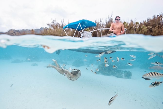 Private Boat Tour of Moorea Lagoon - Wildlife You Can Expect (And How to Think About Guarantees)