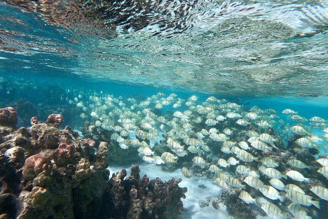 Private Boat Tour of Moorea Lagoon - Luna and Clément: A Two-Person System That Works